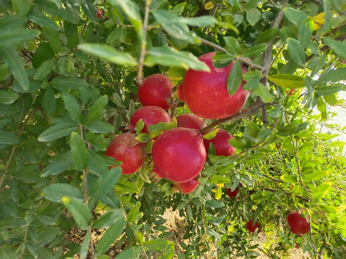 Pomegranate/Anaar hover 2